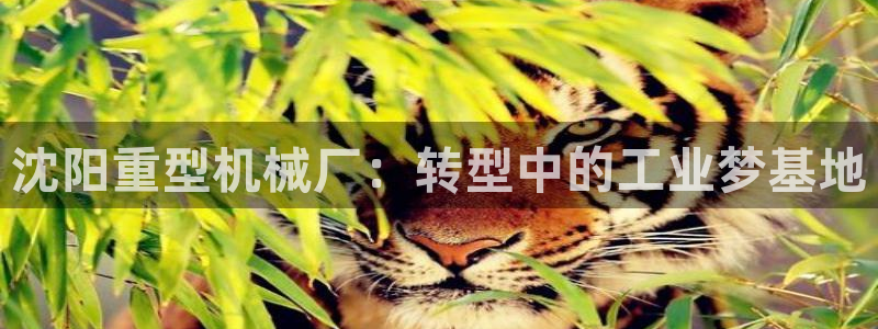 龍八國(guó)際手機(jī)游戲官網(wǎng)